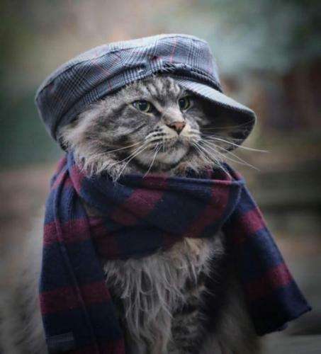 یانگ صادن من خودم ترپم ولی لفظام دیریله