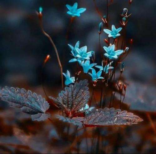 ازا دیشب خوابتو دیدم بازم کنارم بودی