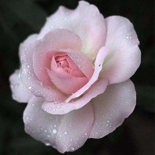 سمی لو یه روزی تهران برمیگردیم