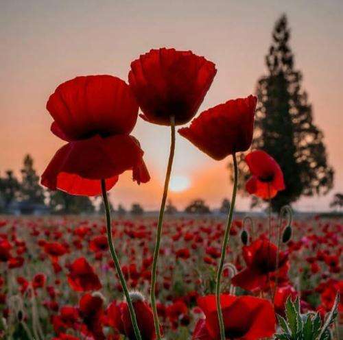 ممزی با شیشه میخورم شکست لیوانه لکه خونم هنو رو این دیواره