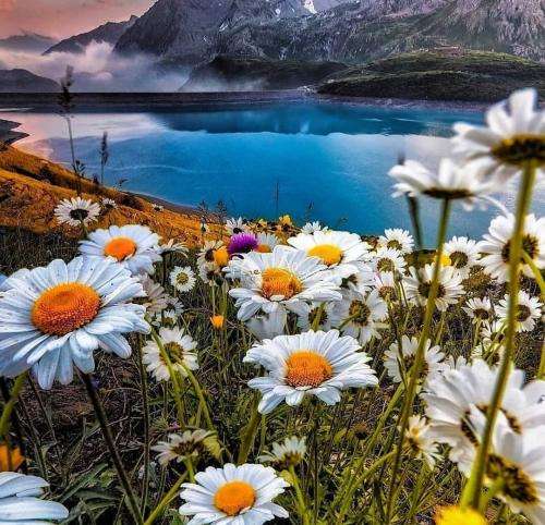 آرموند رز