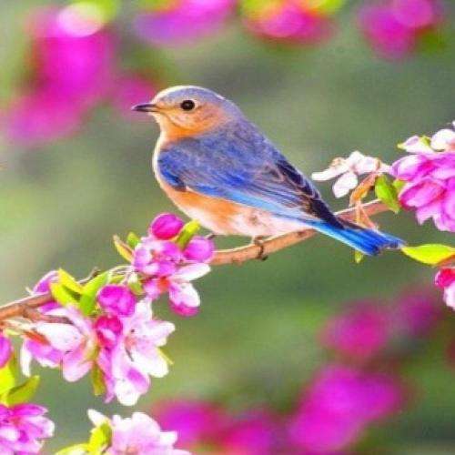 بخون غزل من از همه بریدم از همه کلا