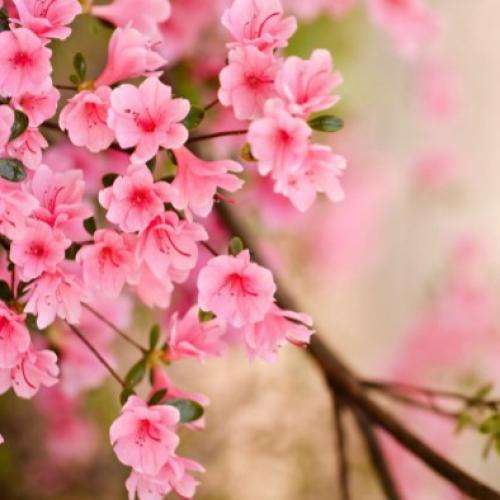  شکوفه میرقصد از باد بهاری با صدای زن