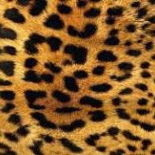 یک و نیمی زدم ته بندی لاتی میام شلوار پلنگی