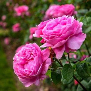 دانلود آهنگ جدید امیری از فاطمه عطایی