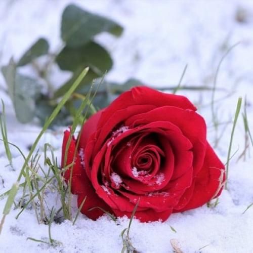 خودت گل باشی و عمرت نباشه الهی چشم بد سویت نباشه