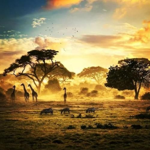 اوکی میکوبیم کوبا اوکی تور اروپا اوکی مهم نی روزا