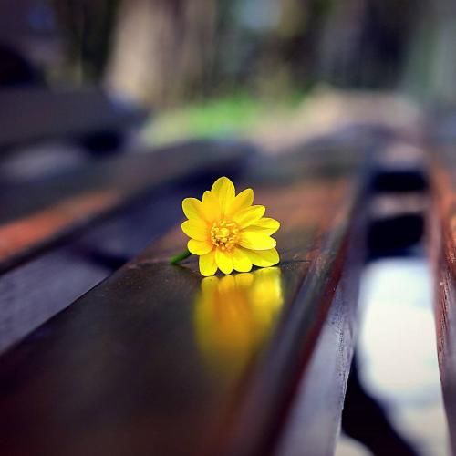 وای تو چشمای وحشی داریا ندیدم تو چیزی